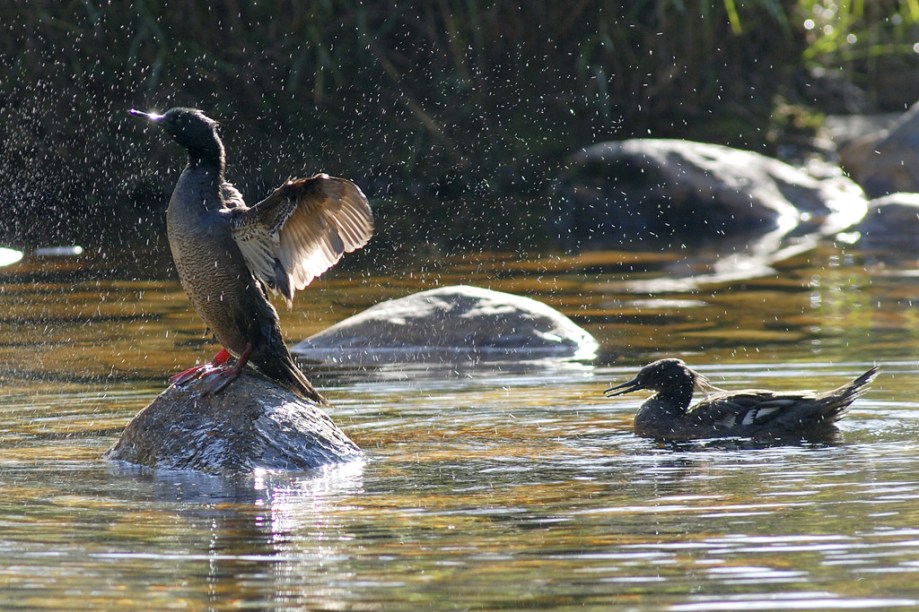 Patos da espécie mergulhão vivem nas águas do parque