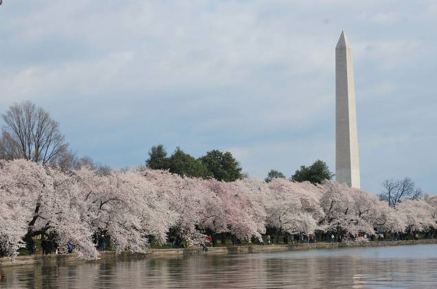 Dois ilustres conhecidos da cidade, o Monumento a Washington e as cerejeiras. O memorável e o despojado, sacou?