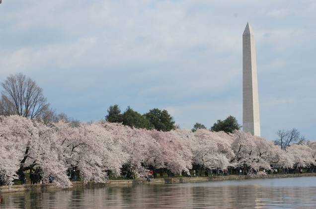 Dois ilustres conhecidos da cidade, o Monumento a Washington e as cerejeiras. O memorável e o despojado, sacou? Dois ilustres conhecidos da cidade, o Monumento a Washington e as cerejeiras. O memorável e o despojado, sacou?