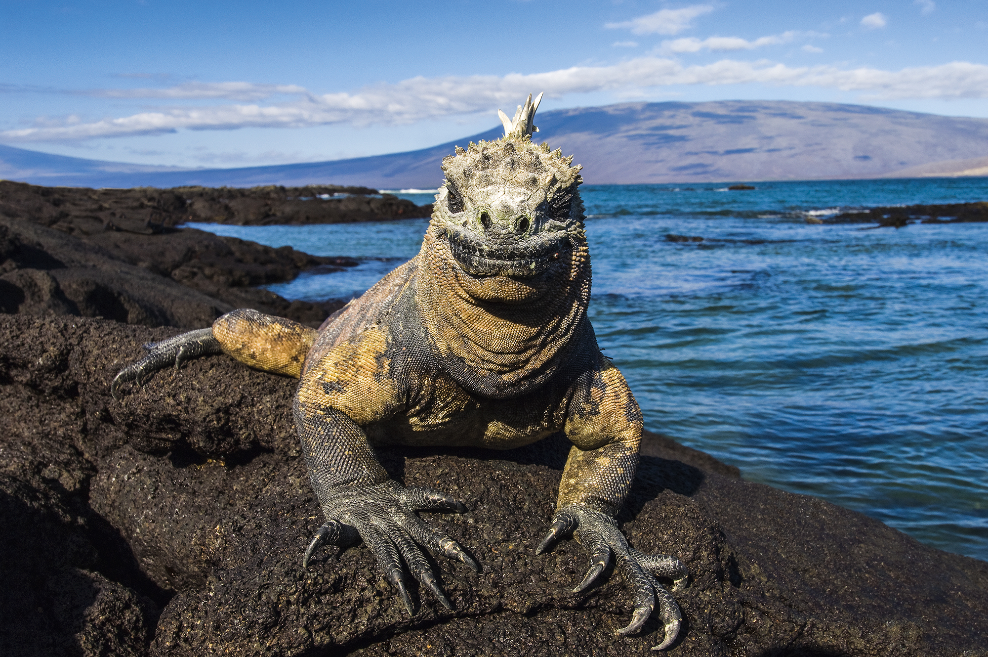 7 Espécies De Animais Que Você Vai Conhecer Em Galápagos, Equador ...