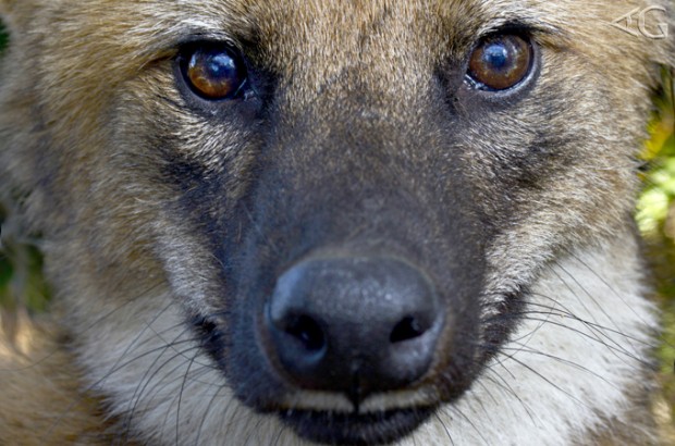 Lobo-guará na Serra da Canastra.