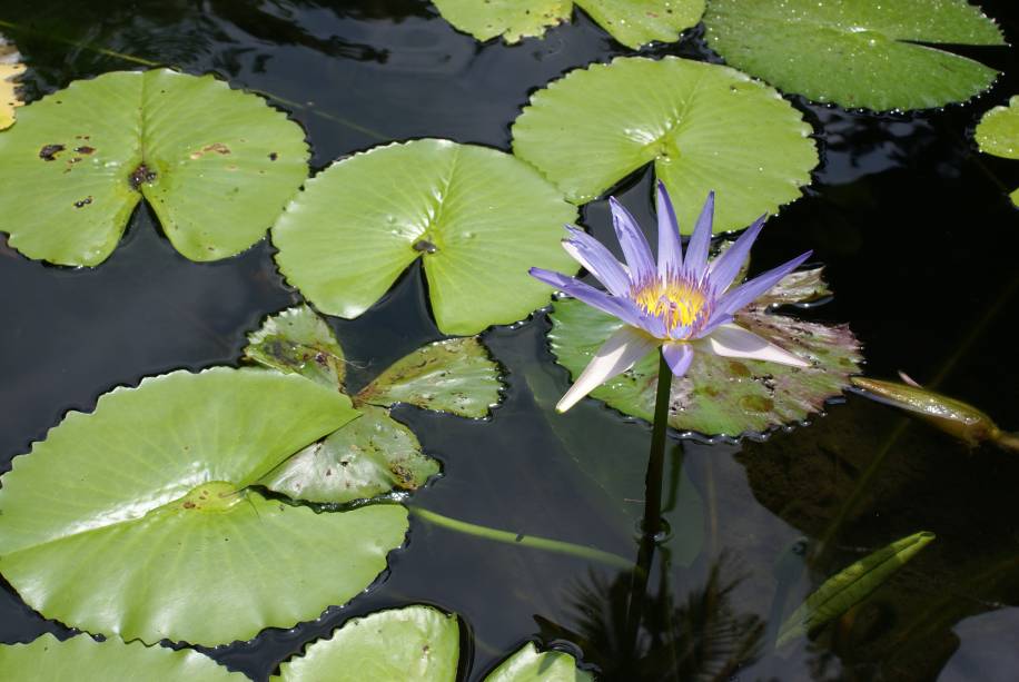 O lago com vitórias-régias garante boas fotos no Jardim Botânico do Rio de Janeiro.