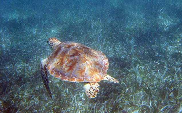 <strong>6. Akumal</strong>Fica a 90 quilômetros de Cancún e é destino certo para quem quer apreciar o balé das tartarugas marinhas. Na língua maia, a propósito, akumal significa "lugar de tartarugas"