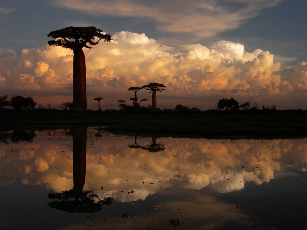 Alameda dos Baobás, Madagascar