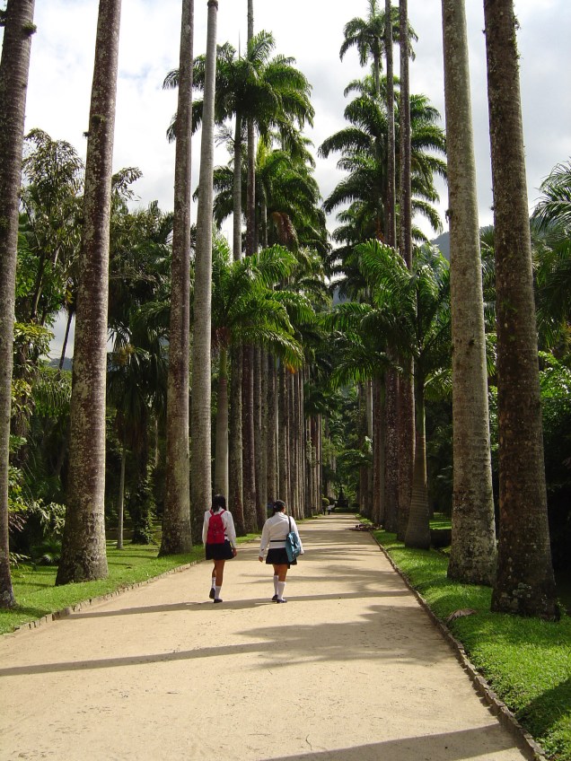 As aleias de palmeiras-imperiais são os cartões-postais do Jardim Botânico do Rio de Janeiro
