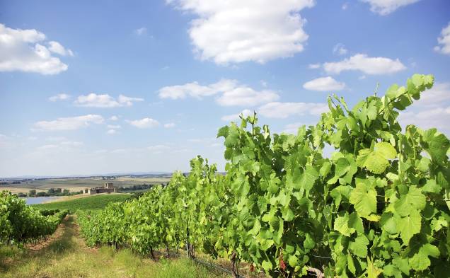 <strong>Alentejo, <a href="http://viajeaqui.abril.com.br/paises/portugal" rel="Portugal" target="_self">Portugal</a></strong>Tão importante quanto o Douro para a cultura dos vinhos portugueses, o Alentejo é conhecido por suas encostas íngremes, onde são plantadas grande parte de suas vinhas. Além dos vinhos de produção industrial, é possível encontrar pequenas propriedades, cujo foco é a produção de bons vinhos artesanais. Entre as uvas que se destacam na região, estão a Touriga Nacional e a Syrah<em><a href="http://www.booking.com/region/pt/rota-dos-vinhos-do-alentejo.pt-br.html?aid=332455&label=viagemabril-vinicolas-da-europa" rel="Veja preços de hotéis na região do Alentejo no Booking.com" target="_blank">Veja preços de hotéis na região do Alentejo no Booking.com</a></em> 