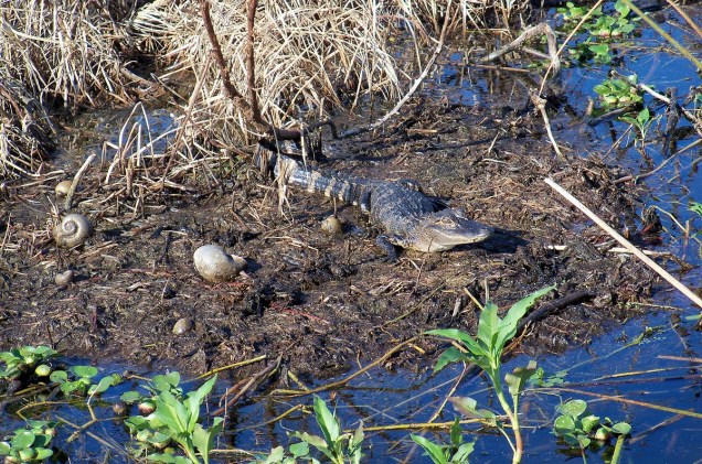 <strong>Airboat tour</strong>                                                            Ninho de crocodilos, em matagal nos arredores do lago Kissimmee, na Flórida; o tour de airboat pela região pode levar até duas horas