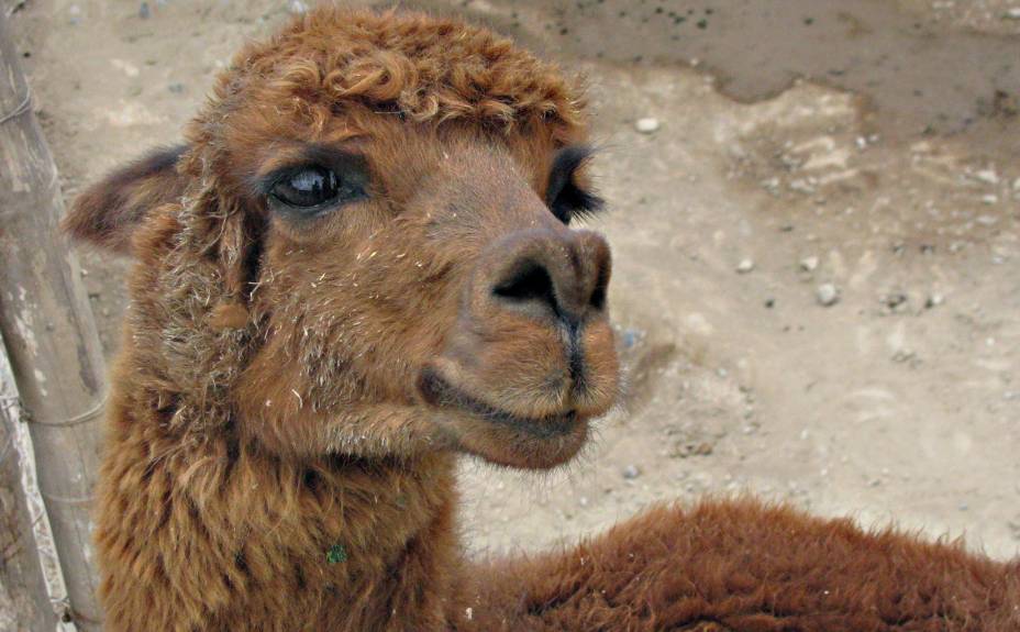 A simpática alpaca vive na Huaca Pucllana e está acostumada ao assédio das máquinas fotográficas dos turistas A simpática alpaca vive na Huaca Pucllana e está acostumada ao assédio das máquinas fotográficas dos turistas