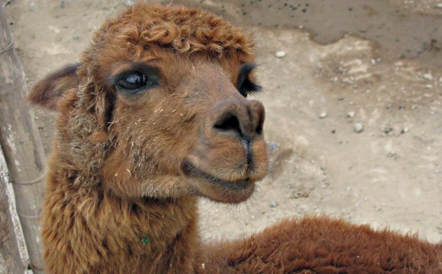 A simpática alpaca vive na Huaca Pucllana e está acostumada ao assédio das máquinas fotográficas dos turistas