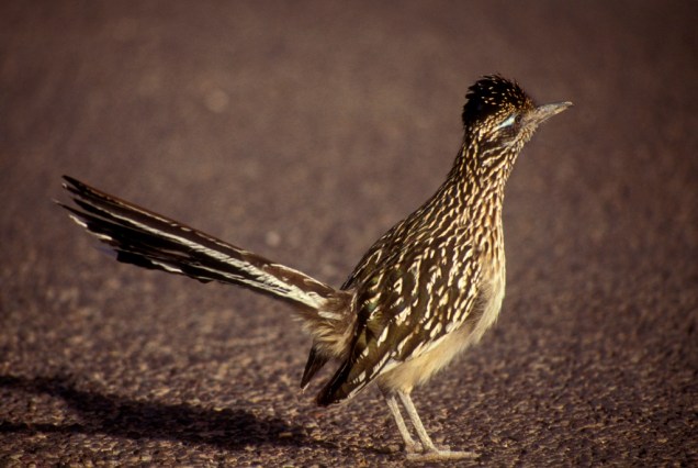 Conhecidos como galo-corredores ou road-runners, as aves do gênero <em>Geococcyx </em>tornaram-se célebres com o personagem Papa-Léguas, da série <em>Looney Tunes</em>. Habitantes da <a href="https://viajeaqui.abril.com.br/continentes/america-central" rel="América Central" target="_blank">América Central</a> e do Norte, foi a espécie que vive no sudoeste dos Estados Unidos que inspirou o desenho, sempre dando um baile no ardiloso coiote. É a ave símbolo do estado do Novo México