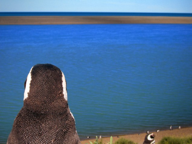Pinguim-de-magalhães (<em>Spheniscus magellanicus</em>) na Peninsula Valdés, Patagônia Argentina