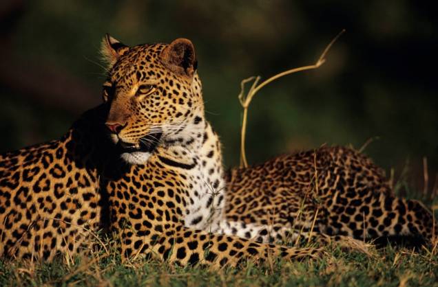 O elegante leopardo é provavelmente o mais difícil de ser avistado dos grandes cinco animais africanos, grupo que conta também com leão, elefante, búfalo e rinoceronte. Habitante de florestas e savanas de África e Ásia, sua população vem diminuindo em anos recentes