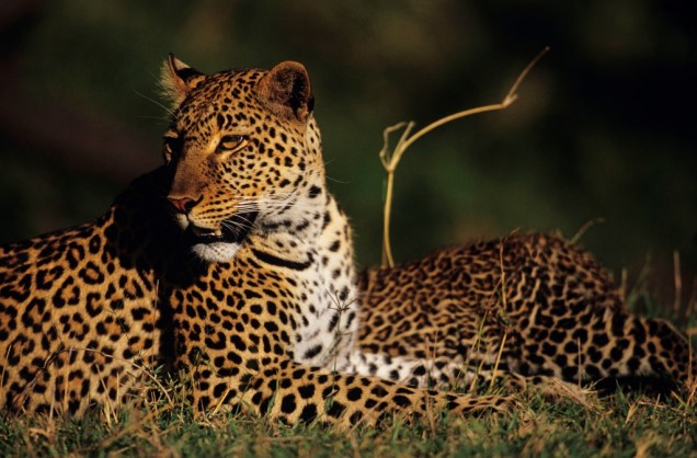 O elegante leopardo é provavelmente o mais difícil de ser avistado dos grandes cinco animais africanos, grupo que conta também com leão, elefante, búfalo e rinoceronte. Habitante de florestas e savanas de África e Ásia, sua população vem diminuindo em anos recentes