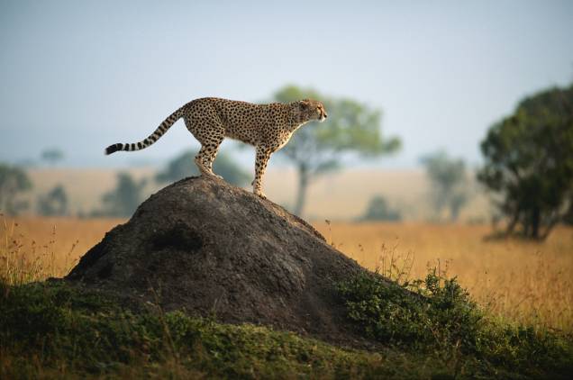 O guepardo, também conhecido como cheetah, é o mais rápido animal terrestre, alcançando velocidades de até 120 km/h