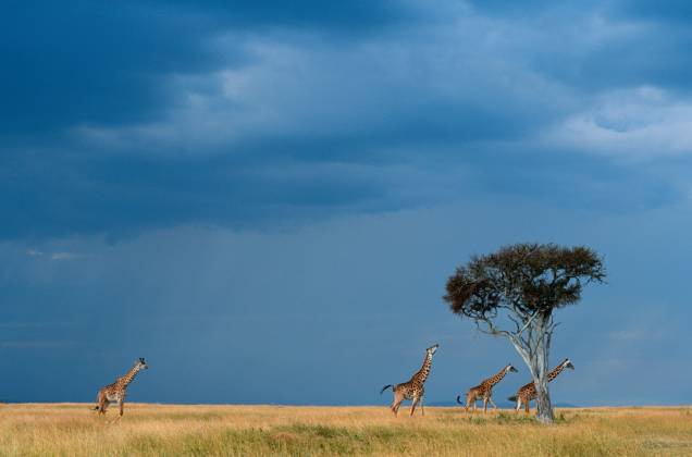 Grupo de girafas nas savanas do Parque Masai Mara, no Quênia. Dentre seus alimentos favoritos estão as espinhosas folhas da acácia, sempre localizadas em altas copas que só os longos pescoços podem alcançar