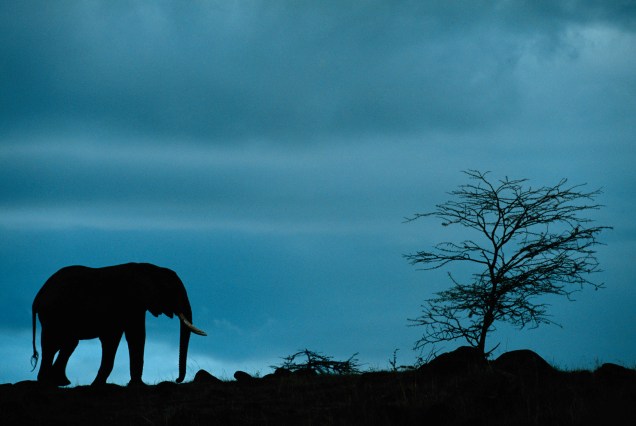 O Parque Nacional Masai Mara, no Quênia, é um dos melhores destinos para se deparar com a fauna das savanas, como o imponente elefante africano
