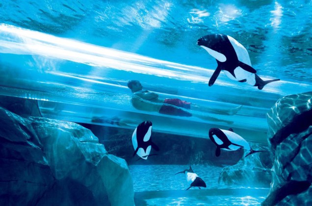 <strong>9. <a href="https://viajeaqui.abril.com.br/estabelecimentos/estados-unidos-orlando-atracao-aquatica" rel="Aquatica (SeaWorld) - Orlando, Florida" target="_blank">Aquatica (SeaWorld) - Orlando, Florida</a></strong> <strong>9. <a href="https://viajeaqui.abril.com.br/estabelecimentos/estados-unidos-orlando-atracao-aquatica" rel="Aquatica (SeaWorld) - Orlando, Florida" target="_blank">Aquatica (SeaWorld) - Orlando, Florida</a></strong>