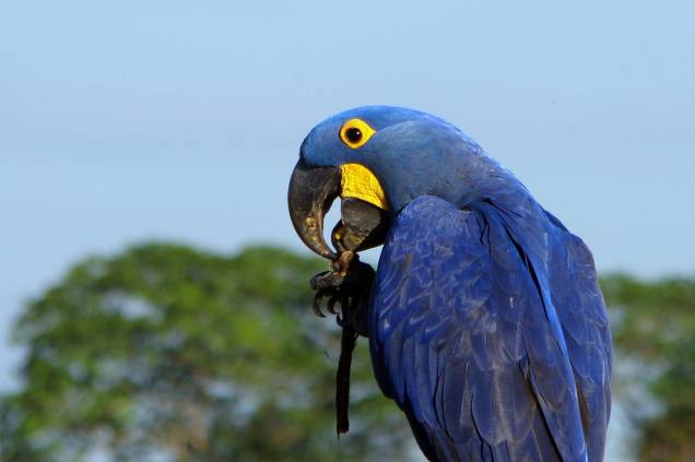 <strong>Arara-azul</strong><br /><br /><strong>Onde? </strong>Foz do Iguaçu, Paraná<br /><br />Patrimônio nacional, a arara de plumagem azul cobalto ficou ainda mais famosa com as aventuras de Blu e Jade, as ararinhas-azuis que lutam pela liberdade no filme <em>Rio</em> (2011)<em>,</em> dirigido pelo carioca Carlos Saldanha. Exuberantes, elas podem ter 1 metro de comprimento, da ponta do bico à ponta da calda. Ameaçadas de extinção, vivem em bandos, a maioria no Pantanal – mas só com muita sorte dá para vê-las de perto. Quem quiser mais intimidade deve ir ao <strong>Parque das Aves</strong> (45/3529-8282, <a href="http://parquedasaves.com.br" rel="parquedasaves.com.br" target="_blank">parquedasaves.com.br</a>), em Foz do Iguaçu, onde oito araras adultas pousam nos ombros dos turistas. O espaço é o maior viveiro da América Latina, com mais de 900 aves de 150 espécies, muitas ameaçadas de extinção, como a nossa amiga azul. E os amantes do desenho animado também podem comemorar: <em>Rio 2 </em>tem estreia prevista para março de 2014.