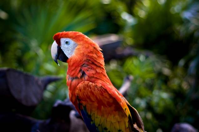 Arara em Xel-Ha Arara em Xel-Ha