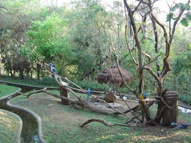 Araras do Zooparque Araras do Zooparque