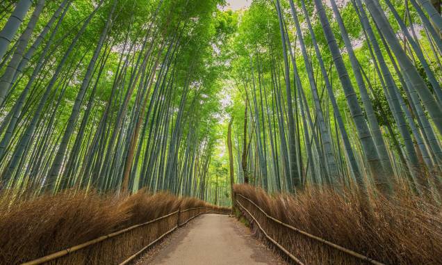 <strong>6. Arashiyama Forest, <a href="http://viajeaqui.abril.com.br/cidades/japao-kyoto" rel="Kyoto" target="_self">Kyoto</a>, <a href="http://viajeaqui.abril.com.br/paises/japao" rel="Japão" target="_self">Japão</a></strong>                            Caminhar pelas trilhas dessa linda floresta japonesa é um programa perfeito para fazer a dois, com árvores de bambu formando um cenário impressionante, que só melhora com o pôr do Sol. A planta, aliás, tem uma relação muito próxima aos japoneses há séculos: a cultura desse povo a aponta como símbolo de força. Uma de suas lendas fala sobre um cortador de bambu, que teria encontrado uma criança entre seus caules durante um dia de trabalho. No lugar onde a planta foi retirada, cresceu ouro – e a família adotiva da menina prosperou. Com o passar dos anos, a beleza da jovem cativou um imperador, que desejava desposá-la. No entanto, descobriu-se que ela era, na verdade, a Princesa Kaguya – enviada pelos povos da Lua para cumprir uma missão temporária na Terra. Sua partida deixou o imperador tão desolado que ele teria abdicado de sua imortalidade na esperança de reencontrá-la algum dia. Mais fofo, impossível.