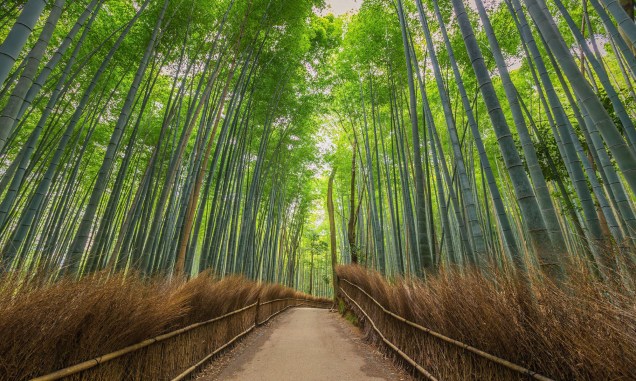 <strong>6. Arashiyama Forest, <a href="https://viajeaqui.abril.com.br/cidades/japao-kyoto" rel="Kyoto" target="_self">Kyoto</a>, <a href="https://viajeaqui.abril.com.br/paises/japao" rel="Japão" target="_self">Japão</a></strong>                            Caminhar pelas trilhas dessa linda floresta japonesa é um programa perfeito para fazer a dois, com árvores de bambu formando um cenário impressionante, que só melhora com o pôr do Sol. A planta, aliás, tem uma relação muito próxima aos japoneses há séculos: a cultura desse povo a aponta como símbolo de força. Uma de suas lendas fala sobre um cortador de bambu, que teria encontrado uma criança entre seus caules durante um dia de trabalho. No lugar onde a planta foi retirada, cresceu ouro – e a família adotiva da menina prosperou. Com o passar dos anos, a beleza da jovem cativou um imperador, que desejava desposá-la. No entanto, descobriu-se que ela era, na verdade, a Princesa Kaguya – enviada pelos povos da Lua para cumprir uma missão temporária na Terra. Sua partida deixou o imperador tão desolado que ele teria abdicado de sua imortalidade na esperança de reencontrá-la algum dia. Mais fofo, impossível.