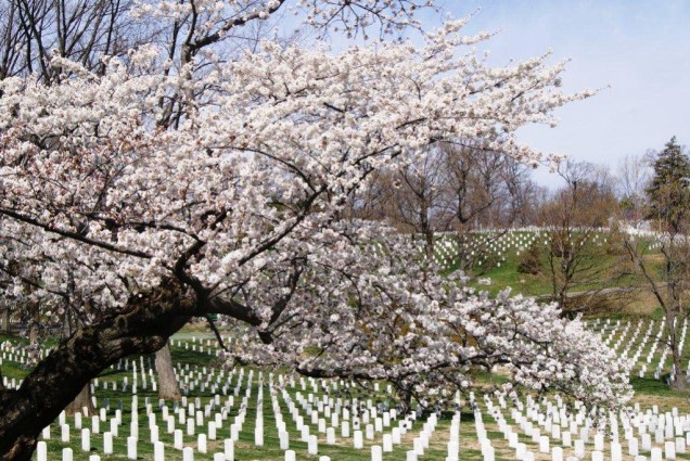 Cerejeira em flor junto às lápides do Cemitério Nacional de Arlington