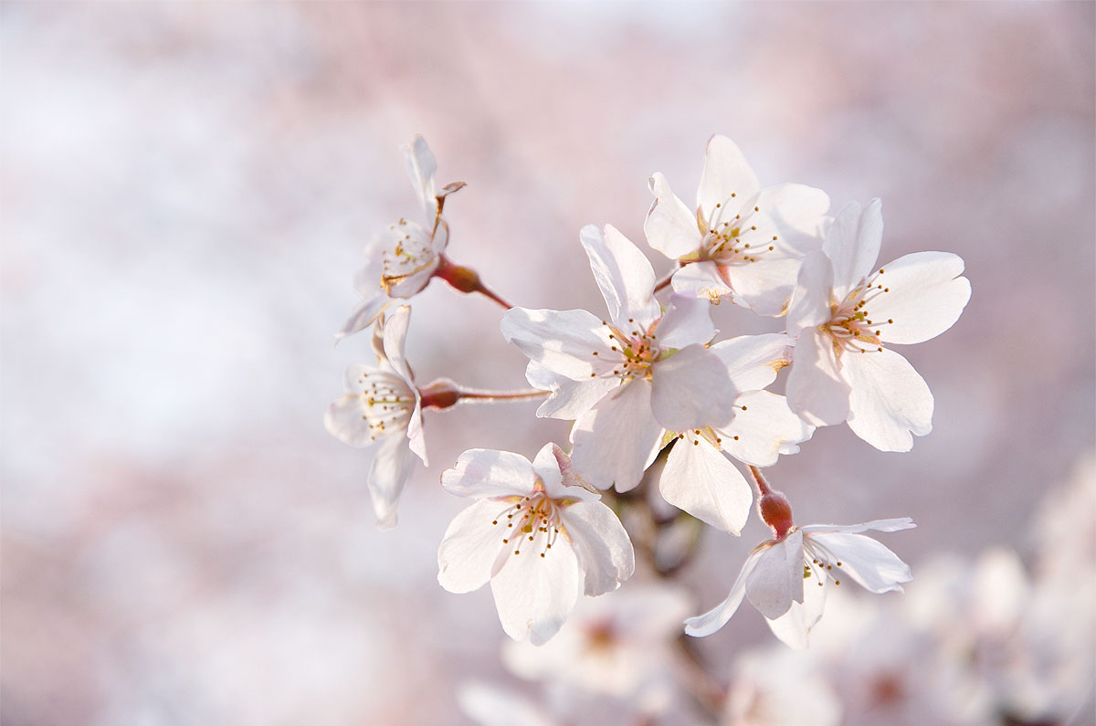 Flor de cerejeira no parque Rikugien, em Tóquio, Japão