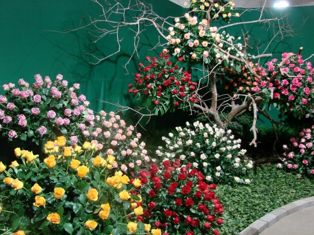 Flores expostas na Festa de Flores e Morangos de Atibaia - edção de 2012             