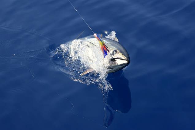 O <strong>atum</strong> é um peixe com um excelente hidrodinâmica. São animais muito velozes e garantem uma boa briga. Algumas espécies de atum estão <a href="https://viajeaqui.abril.com.br/materias/fotos-de-animais-ameacados-de-extincao" rel="ameaçadas de extinção" target="_blank"><strong>ameaçadas de extinção</strong></a> segundo a <a href="https://viajeaqui.abril.com.br/materias/lista-vermelha-das-especies-ameacadas-da-iucn" rel="IUCN" target="_blank">IUCN</a> (União Internacional para a Conservação da Natureza, na sigla em inglês). A <strong>pesca predatória</strong> diminuiu a população desses animais a níveis alarmantes O <strong>atum</strong> é um peixe com um excelente hidrodinâmica. São animais muito velozes e garantem uma boa briga. Algumas espécies de atum estão <a href="https://viajeaqui.abril.com.br/materias/fotos-de-animais-ameacados-de-extincao" rel="ameaçadas de extinção" target="_blank"><strong>ameaçadas de extinção</strong></a> segundo a <a href="https://viajeaqui.abril.com.br/materias/lista-vermelha-das-especies-ameacadas-da-iucn" rel="IUCN" target="_blank">IUCN</a> (União Internacional para a Conservação da Natureza, na sigla em inglês). A <strong>pesca predatória</strong> diminuiu a população desses animais a níveis alarmantes