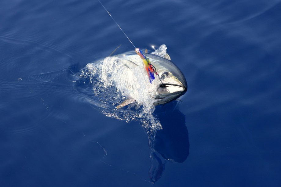 O <strong>atum</strong> é um peixe com um excelente hidrodinâmica. São animais muito velozes e garantem uma boa briga. Algumas espécies de atum estão <a href="https://viajeaqui.abril.com.br/materias/fotos-de-animais-ameacados-de-extincao" rel="ameaçadas de extinção" target="_blank"><strong>ameaçadas de extinção</strong></a> segundo a <a href="https://viajeaqui.abril.com.br/materias/lista-vermelha-das-especies-ameacadas-da-iucn" rel="IUCN" target="_blank">IUCN</a> (União Internacional para a Conservação da Natureza, na sigla em inglês). A <strong>pesca predatória</strong> diminuiu a população desses animais a níveis alarmantes