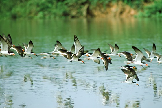 <strong>Pantanal (MT/MS)</strong> As mais de 650 espécies de aves catalogadas na região são apenas um dos motivos para conhecer o Pantanal. Pesca, safári fotográfico e focagem noturna de animais estão entre os programas mais procurados.<a href="https://www.booking.com/searchresults.pt-br.html?aid=332455&sid=605c56653290b80351df808102ac423d&sb=1&src=searchresults&src_elem=sb&error_url=https%3A%2F%2Fwww.booking.com%2Fsearchresults.pt-br.html%3Faid%3D332455%3Bsid%3D605c56653290b80351df808102ac423d%3Bcity%3D900040389%3Bclass_interval%3D1%3Bdest_id%3D-657494%3Bdest_type%3Dcity%3Bdtdisc%3D0%3Bfrom_sf%3D1%3Bgroup_adults%3D2%3Bgroup_children%3D0%3Binac%3D0%3Bindex_postcard%3D0%3Blabel_click%3Dundef%3Bno_rooms%3D1%3Boffset%3D0%3Bpostcard%3D0%3Braw_dest_type%3Dcity%3Broom1%3DA%252CA%3Bsb_price_type%3Dtotal%3Bsearch_selected%3D1%3Bsrc%3Dsearchresults%3Bsrc_elem%3Dsb%3Bss%3DNovo%2520Air%25C3%2583%25C2%25A3o%252C%2520Amazonas%252C%2520Brasil%3Bss_all%3D0%3Bss_raw%3DNovo%2520Air%25C3%25A3o%3Bssb%3Dempty%3Bsshis%3D0%3Bssne_untouched%3DMorro%2520de%2520S%25C3%25A3o%2520Paulo%26%3B&ss=Pantanal%2C+Brasil&ssne=Novo+Air%C3%A3o&ssne_untouched=Novo+Air%C3%A3o&city=-657494&checkin_monthday=&checkin_month=&checkin_year=&checkout_monthday=&checkout_month=&checkout_year=&group_adults=2&group_children=0&no_rooms=1&from_sf=1&ss_raw=Pantanal&ac_position=0&ac_langcode=xb&dest_id=4241&dest_type=region&place_id_lat=-20.038509&place_id_lon=-56.5315&search_pageview_id=d5297a80deed00ac&search_selected=true&search_pageview_id=d5297a80deed00ac&ac_suggestion_list_length=5&ac_suggestion_theme_list_length=0" target="_blank" rel="noopener"> <em>Busque hospedagens no Pantanal</em></a> <strong>Pantanal (MT/MS)</strong> As mais de 650 espécies de aves catalogadas na região são apenas um dos motivos para conhecer o Pantanal. Pesca, safári fotográfico e focagem noturna de animais estão entre os programas mais procurados.<a href="https://www.booking.com/searchresults.pt-br.html?aid=332455&sid=605c56653290b80351df808102ac423d&sb=1&src=searchresults&src_elem=sb&error_url=https%3A%2F%2Fwww.booking.com%2Fsearchresults.pt-br.html%3Faid%3D332455%3Bsid%3D605c56653290b80351df808102ac423d%3Bcity%3D900040389%3Bclass_interval%3D1%3Bdest_id%3D-657494%3Bdest_type%3Dcity%3Bdtdisc%3D0%3Bfrom_sf%3D1%3Bgroup_adults%3D2%3Bgroup_children%3D0%3Binac%3D0%3Bindex_postcard%3D0%3Blabel_click%3Dundef%3Bno_rooms%3D1%3Boffset%3D0%3Bpostcard%3D0%3Braw_dest_type%3Dcity%3Broom1%3DA%252CA%3Bsb_price_type%3Dtotal%3Bsearch_selected%3D1%3Bsrc%3Dsearchresults%3Bsrc_elem%3Dsb%3Bss%3DNovo%2520Air%25C3%2583%25C2%25A3o%252C%2520Amazonas%252C%2520Brasil%3Bss_all%3D0%3Bss_raw%3DNovo%2520Air%25C3%25A3o%3Bssb%3Dempty%3Bsshis%3D0%3Bssne_untouched%3DMorro%2520de%2520S%25C3%25A3o%2520Paulo%26%3B&ss=Pantanal%2C+Brasil&ssne=Novo+Air%C3%A3o&ssne_untouched=Novo+Air%C3%A3o&city=-657494&checkin_monthday=&checkin_month=&checkin_year=&checkout_monthday=&checkout_month=&checkout_year=&group_adults=2&group_children=0&no_rooms=1&from_sf=1&ss_raw=Pantanal&ac_position=0&ac_langcode=xb&dest_id=4241&dest_type=region&place_id_lat=-20.038509&place_id_lon=-56.5315&search_pageview_id=d5297a80deed00ac&search_selected=true&search_pageview_id=d5297a80deed00ac&ac_suggestion_list_length=5&ac_suggestion_theme_list_length=0" target="_blank" rel="noopener"> <em>Busque hospedagens no Pantanal</em></a>