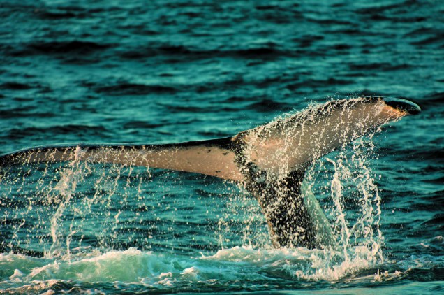 Os passeios para observação das baleias-jubarte vão de julho a outubro e, caso não seja possível observar uma, programa-se outra saída ou parte do dinheiro é reembolsado