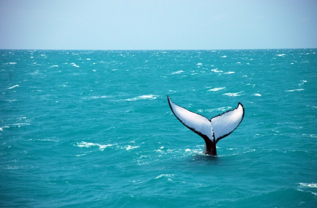 A observação de baleias jubarte pode ser feita de julho a outubro
