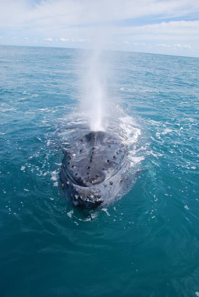 As jubartes estão presentes em todos os oceanos e durante a fase adulta elas pode medir até 16 metros e pesar 40 toneladas As jubartes estão presentes em todos os oceanos e durante a fase adulta elas pode medir até 16 metros e pesar 40 toneladas