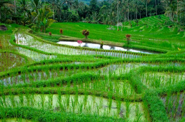 O arroz é parte fundamental da alimentação dos indonésios e cada centímetro de terra é utilizado para plantá-los em terraços alagados, como aqui, em Bali