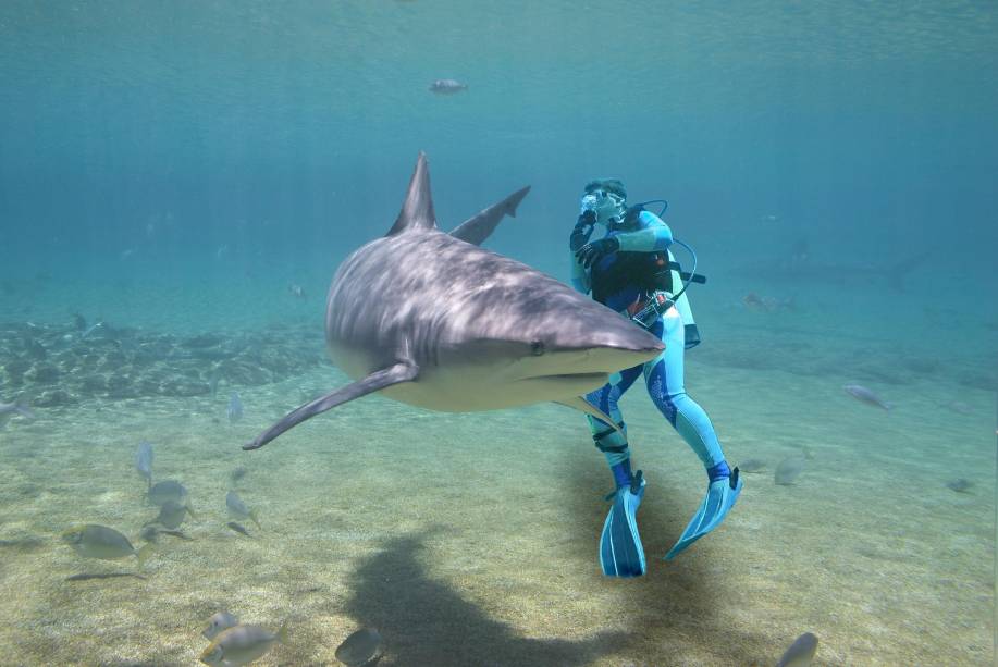 Os mergulhadores com carteirinha de mergulho internacional podem se aventurar em regiões menos lotadas de turistas, e repletas de exuberante vida marinha Os mergulhadores com carteirinha de mergulho internacional podem se aventurar em regiões menos lotadas de turistas, e repletas de exuberante vida marinha
