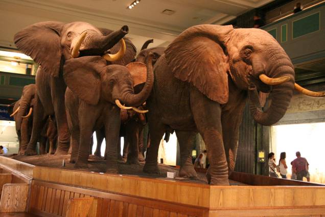 Elefantes expostos no American Natural History Museum