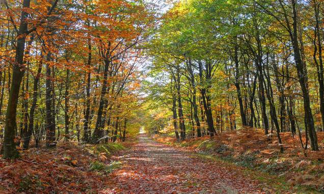 Com seus bosques de carvalho, coníferas e faias, a floresta Bercé, no <a href="https://viajeaqui.abril.com.br/cidades/franca-vale-do-loire" rel="Vale do Loire" target="_blank">Vale do Loire</a>, é considerada uma das mais bonitas da <a href="https://viajeaqui.abril.com.br/paises/franca" rel="França" target="_blank">França</a><a href="https://viajeaqui.abril.com.br/materias/florestas-encantadas-pelo-mundo" rel="+ Fotos: 36 florestas encantadas pelo mundo" target="_blank"><strong>+ Fotos: 36 florestas encantadas pelo mundo</strong></a> Com seus bosques de carvalho, coníferas e faias, a floresta Bercé, no <a href="https://viajeaqui.abril.com.br/cidades/franca-vale-do-loire" rel="Vale do Loire" target="_blank">Vale do Loire</a>, é considerada uma das mais bonitas da <a href="https://viajeaqui.abril.com.br/paises/franca" rel="França" target="_blank">França</a><a href="https://viajeaqui.abril.com.br/materias/florestas-encantadas-pelo-mundo" rel="+ Fotos: 36 florestas encantadas pelo mundo" target="_blank"><strong>+ Fotos: 36 florestas encantadas pelo mundo</strong></a>