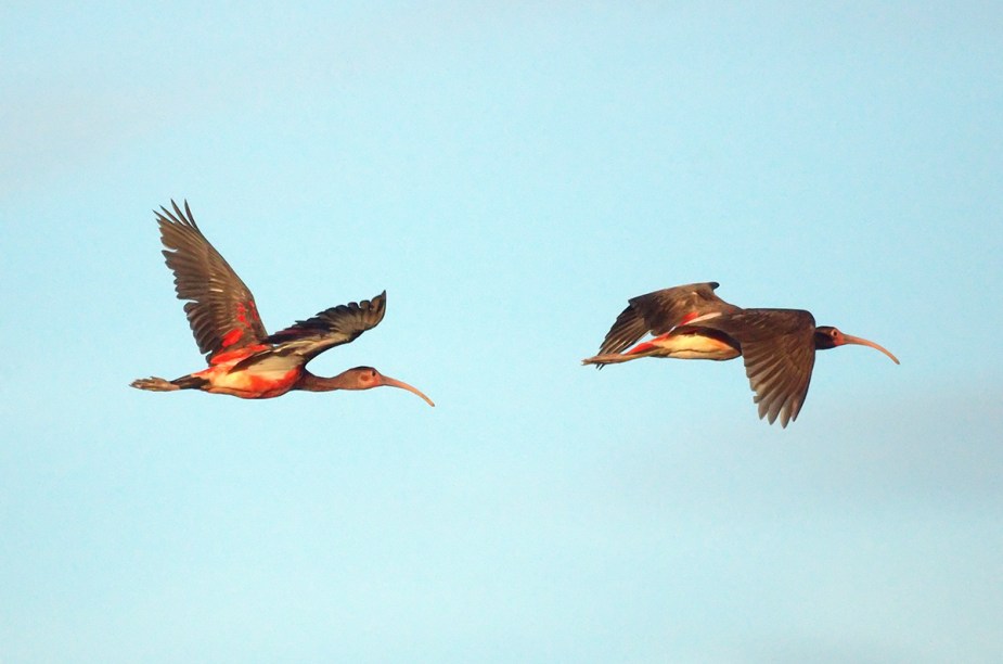 A ilha de Trinidad tem mais de 450 espécies de pássaros
