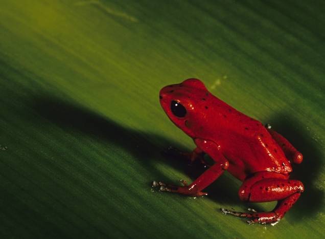 A fauna de Bocas del Toro surpreende pelas espécie raras, muitas vezes endêmicas