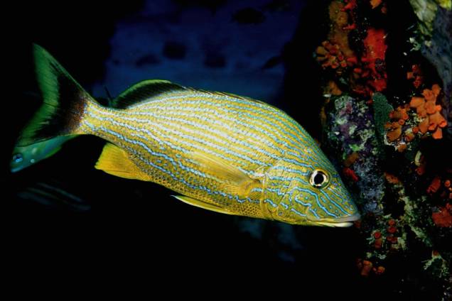 Scuba diving é uma das atividades mais recorrentes em Bonaire Scuba diving é uma das atividades mais recorrentes em Bonaire