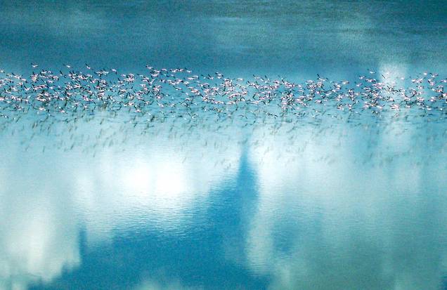Migração de Flamingos, Botsuana