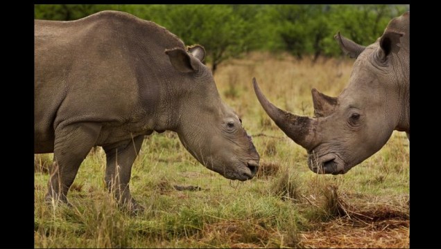 Rinoceronte fêmea que sobreviveu a um ataque de caçadores na África do Sul. Foto vencedora da categoria Natureza (Stories), de  Brent Stirton, da <strong>NATIONAL GEOGRAPHIC</strong>