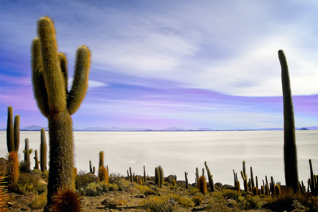Isla del Pescado, Salar de Uyuni, Bolívia