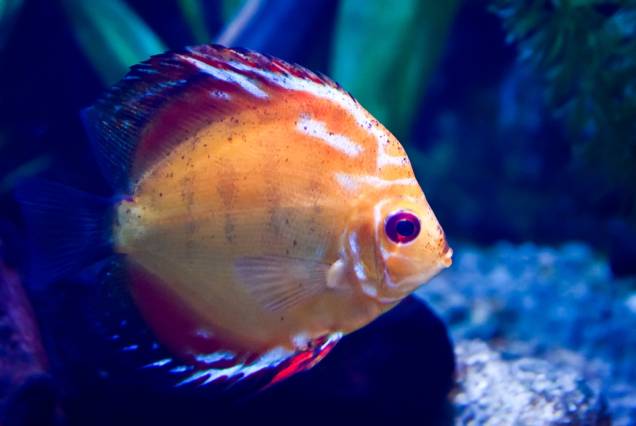 O Instituto Butantan possui diversas espécies de peixes brasileiros O Instituto Butantan possui diversas espécies de peixes brasileiros