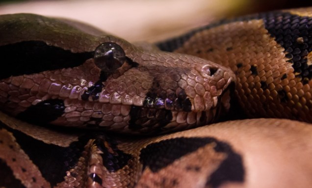 O Instituto Butantan abriga a maior coleção de espécies de cobras e serpentes do mundo