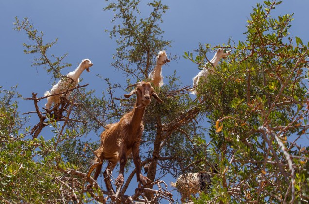 Perto da cidade marroquina de Essaouira, as cabras costumam subir nos galhos de argan, árvore famosa por produzir óleo hidratante para o cabelo, para comer as frutas
