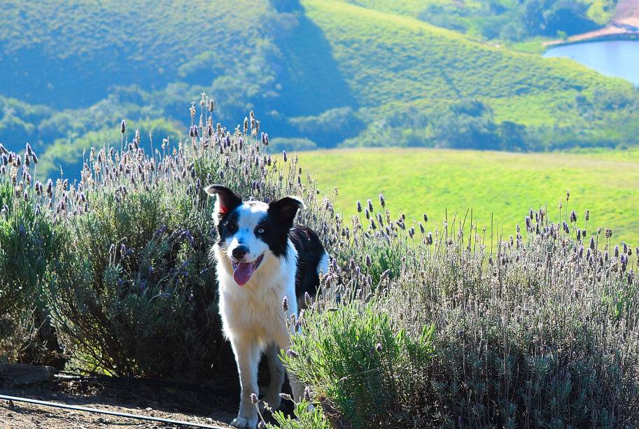 A lojinha do Lavandário de <a href="https://viajeaqui.abril.com.br/cidades/br-sp-cunha" rel="Cunha (SP)" target="_blank">Cunha (SP)</a> vende produtos derivados da lavanda, como aromatizadores de ambiente, óleos essenciais, sabonetes e até azeite A lojinha do Lavandário de <a href="https://viajeaqui.abril.com.br/cidades/br-sp-cunha" rel="Cunha (SP)" target="_blank">Cunha (SP)</a> vende produtos derivados da lavanda, como aromatizadores de ambiente, óleos essenciais, sabonetes e até azeite