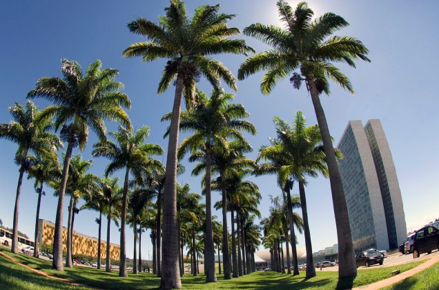 Cerca de 60 palmeiras imperiais decoram o espaço entre a Câmara e a Praça dos Três Poderes, em Brasília